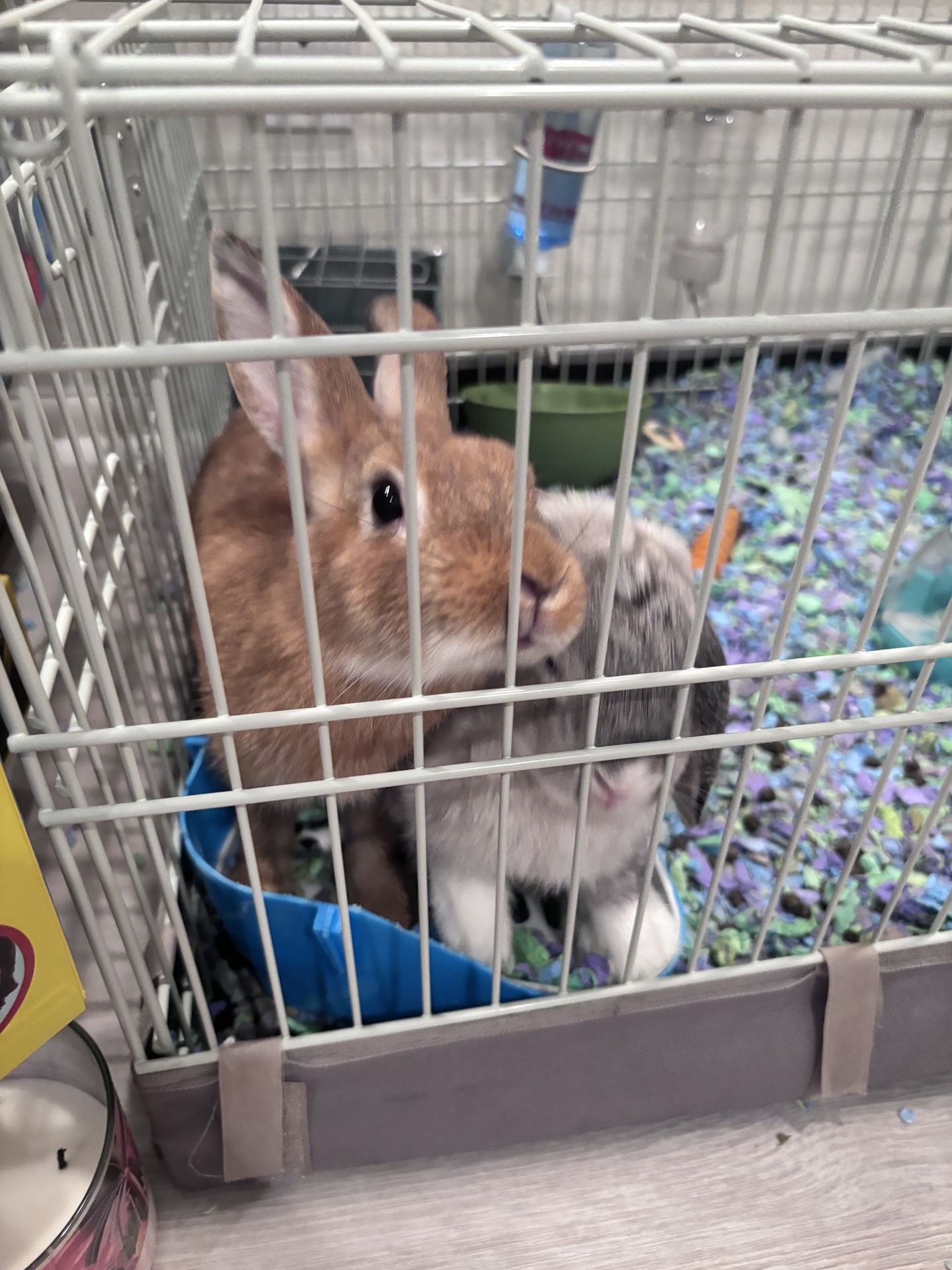 Cage