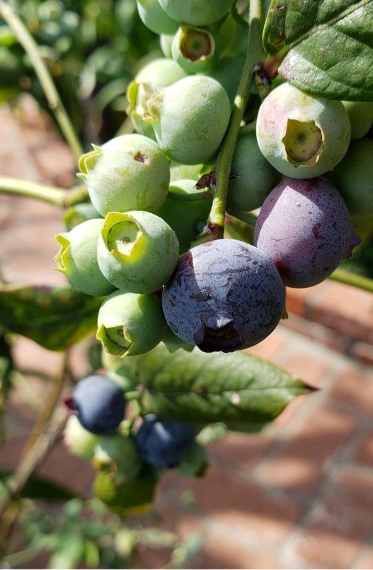 Blueberry Tree
