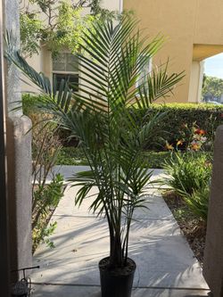 palm plant