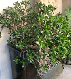 Large Jade Plant (Ceramic Planter Not Included)