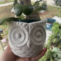 Hoya  Kerii Live Plant 