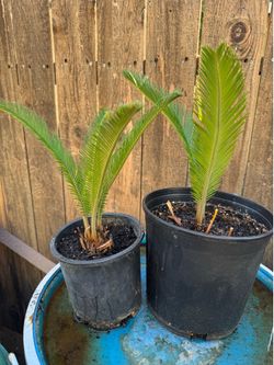 Sago palm