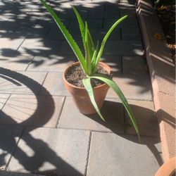 Aloe Verá Plant