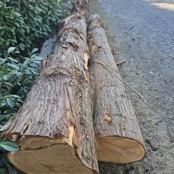 CEDAR SAW Logs  Both Over 10ft Long.  One 13in. The Other 16in 