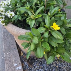 Large Flower Pot With Flowers