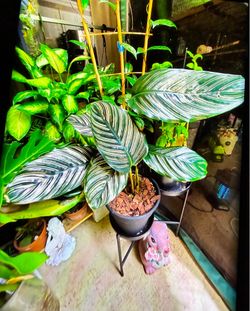 Galathea ornata pinstripe