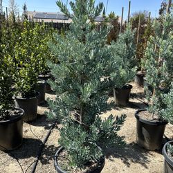 Icee Blue Podocarpus Hedge