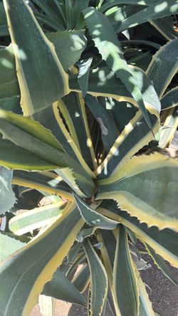 Agaves Verigueras
