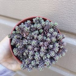 4” Purple Sedum