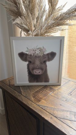 Highland cow