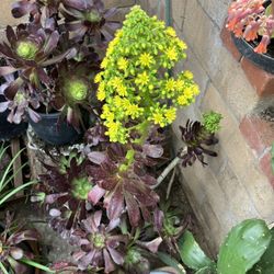 Plants Black Rose Succulents In 5 Gallon Pots