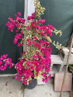Bougainvillea, Camellina , Veranera, Cuarsao Maple Plant, In 5 Gallóns Pot Pick Up Only