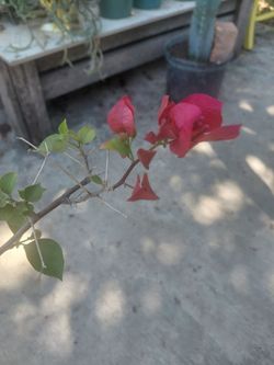 Bougainvillea roja