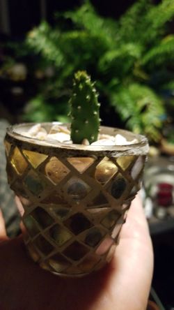 TINY BABY NOPAL CACTUS $2.