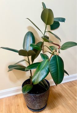 Rubber tree