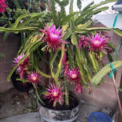 Dragon Fruit (cuttings)