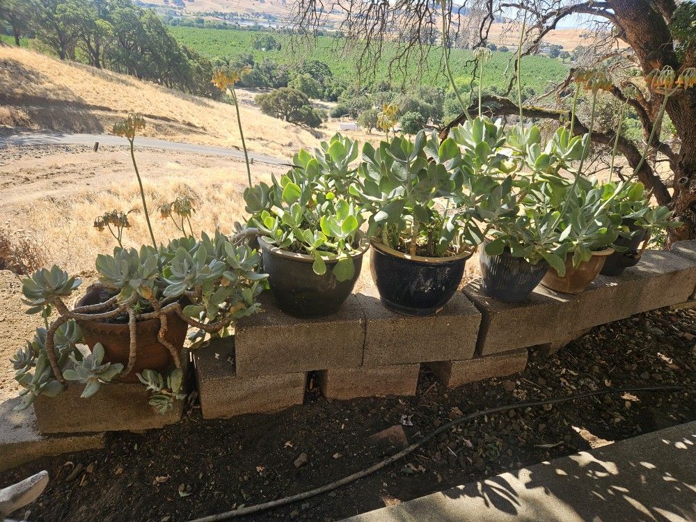 Plants