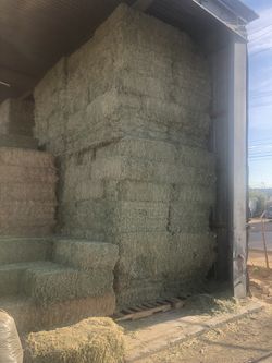 Pacas de alfalfa