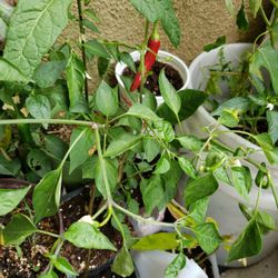 Chiles Plantas De Chiles