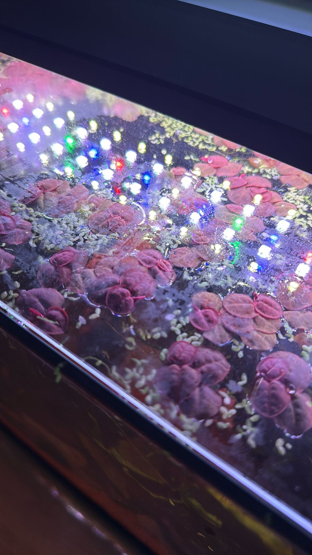 Free, red rooter and duckweed