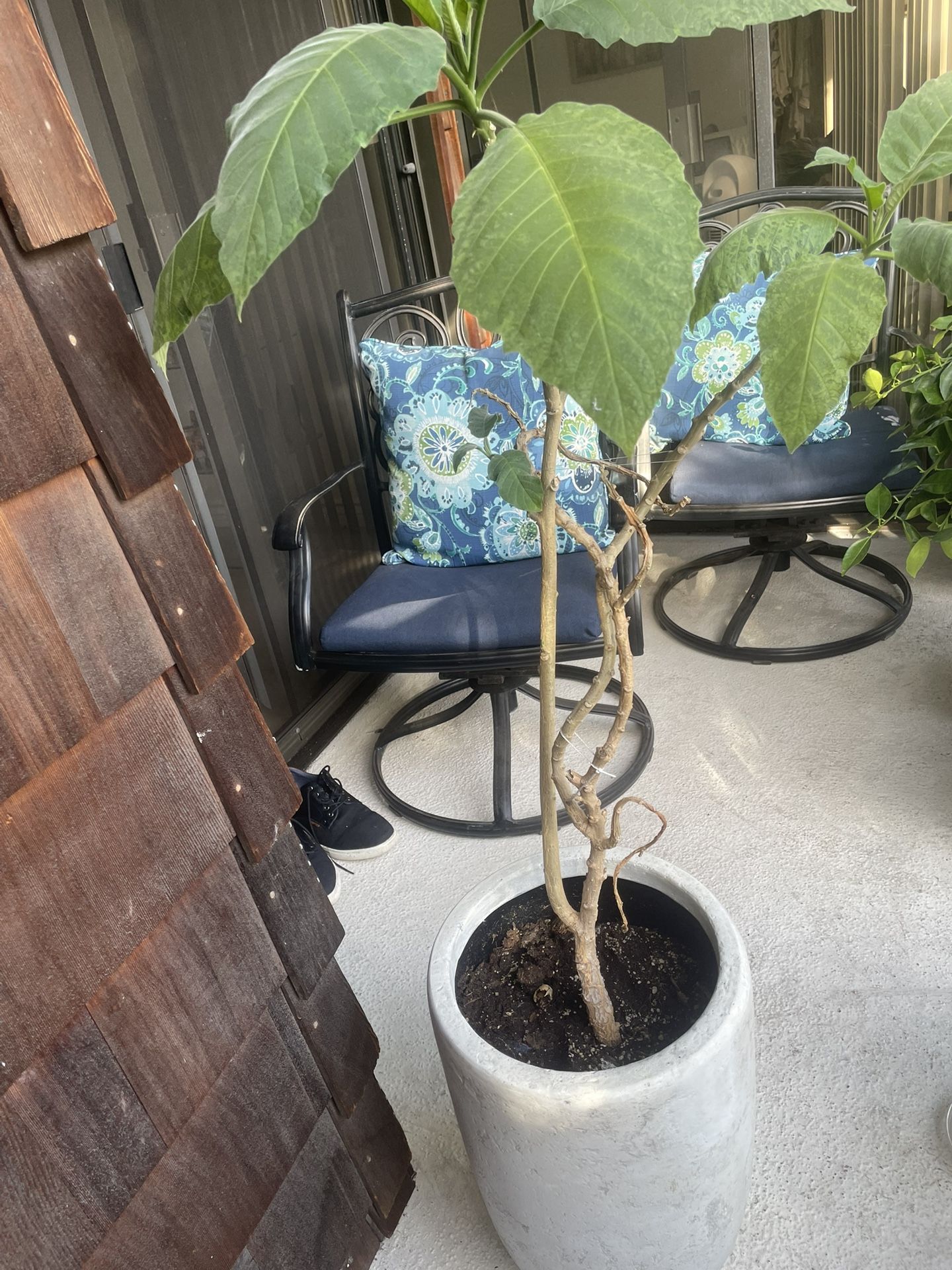 Potted Angel’s Trumpet Plant
