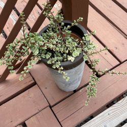 Succulent Live Plant 🌱 With The Pot 🪴