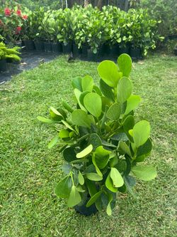 CLUSIA PLANT  (3 gallon pot over 2ft tall) Frequently use for hedge/privacy