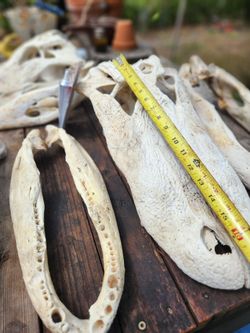 Man Cave Decor/ Gator Skulls