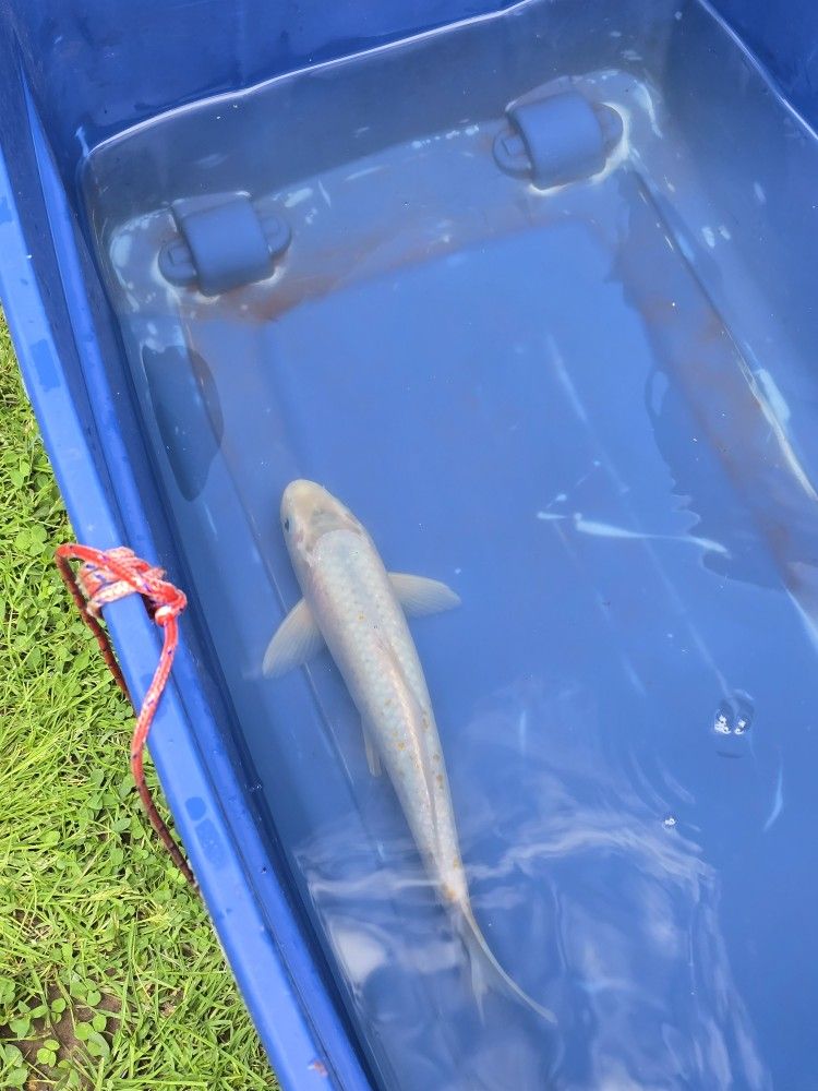 I'm Saleing My Koifish