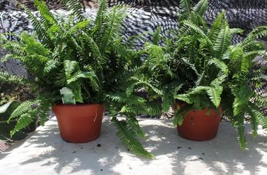 Jester’s Crown Fern