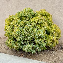 Many Live Plant Varieties and Sizes