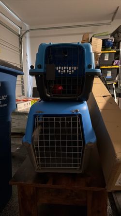 Dog creates  small