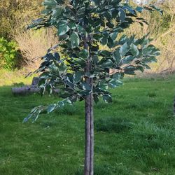 Fake Plant Tree Indoor Or Outdoors 