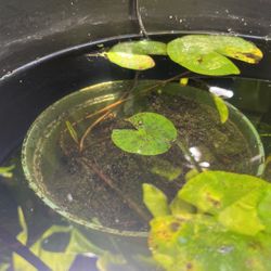 Water Lily Plant