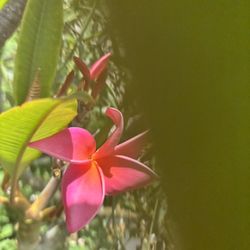 Plumeria Cuttings And Plants 1-2 And 2 To 3 Feet Long