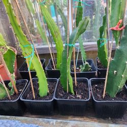 Dragon Fruit Plant. "Palora" Yellow " ,  8* to 10" in Small Pot