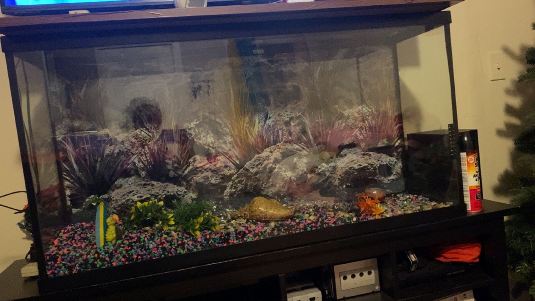 55 Gallon Fish Tank