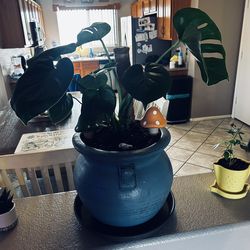 Big Monstera Plant In Very Nice Pot With Moss Pole! Very Heathy !! And Strong