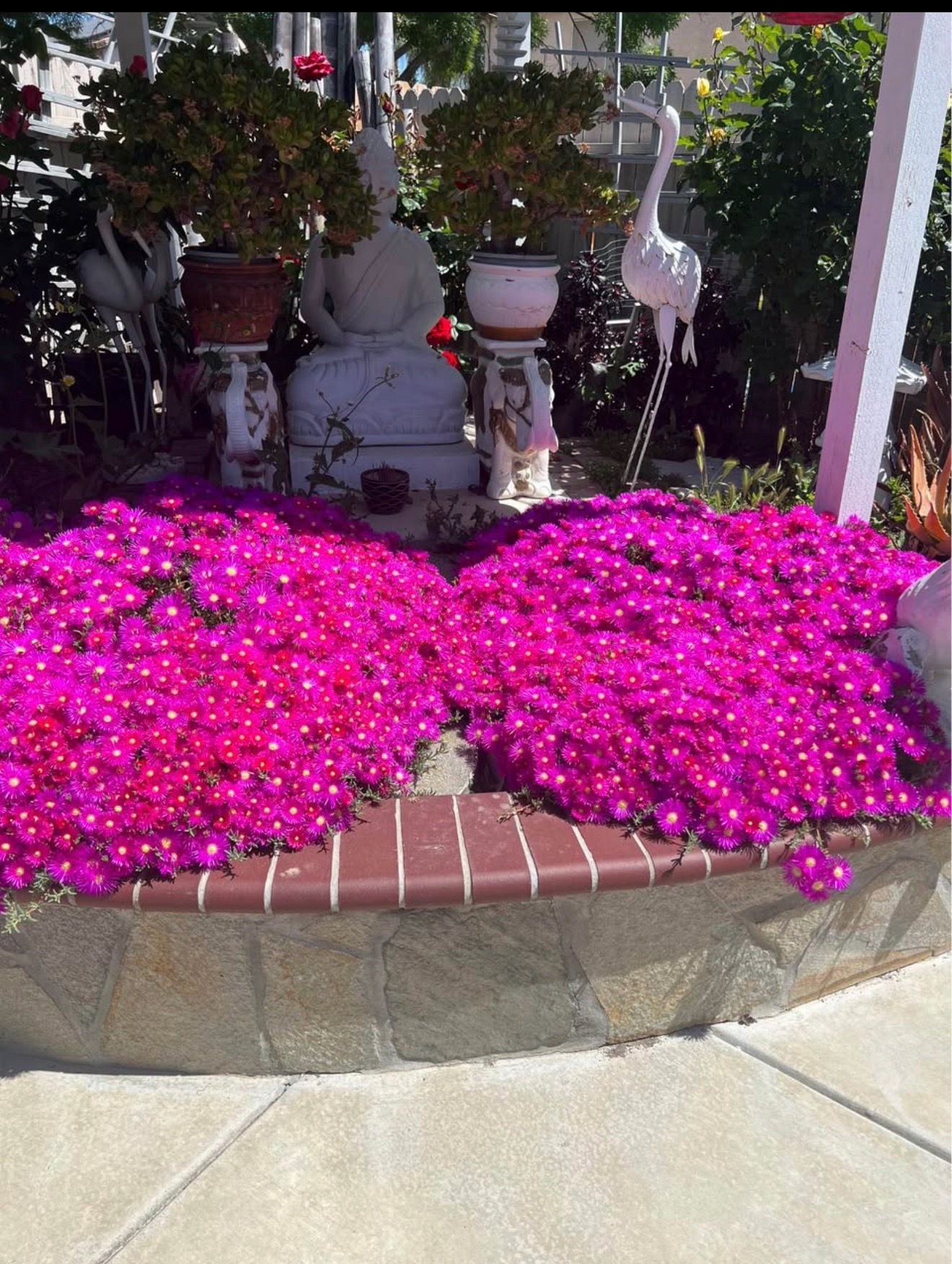 Ice Plant cutting