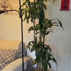 6 Foot Real  Dracaena Plant In Ceramic Pot 