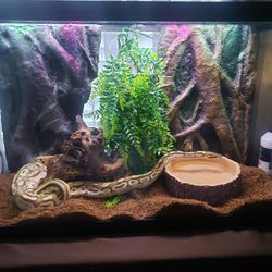 Reptile  / Aquarium Set Up