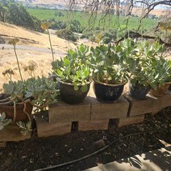 Plants 