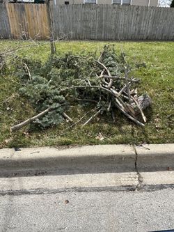 Free Wood