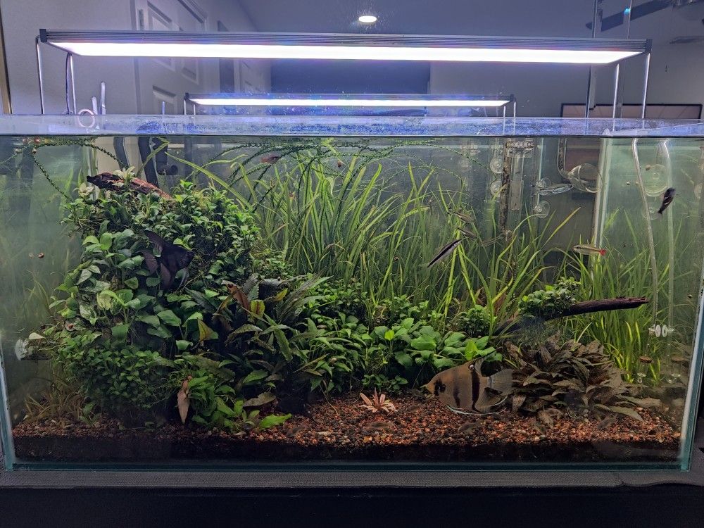 50 Gal Aquarium Breaking Down