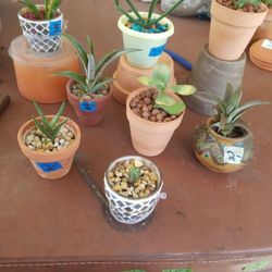 $2.00 each Tiny pots with plants 