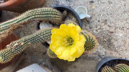 Beautiful blooming cactus!