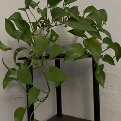 Pothos Plant In A 7” Pot 