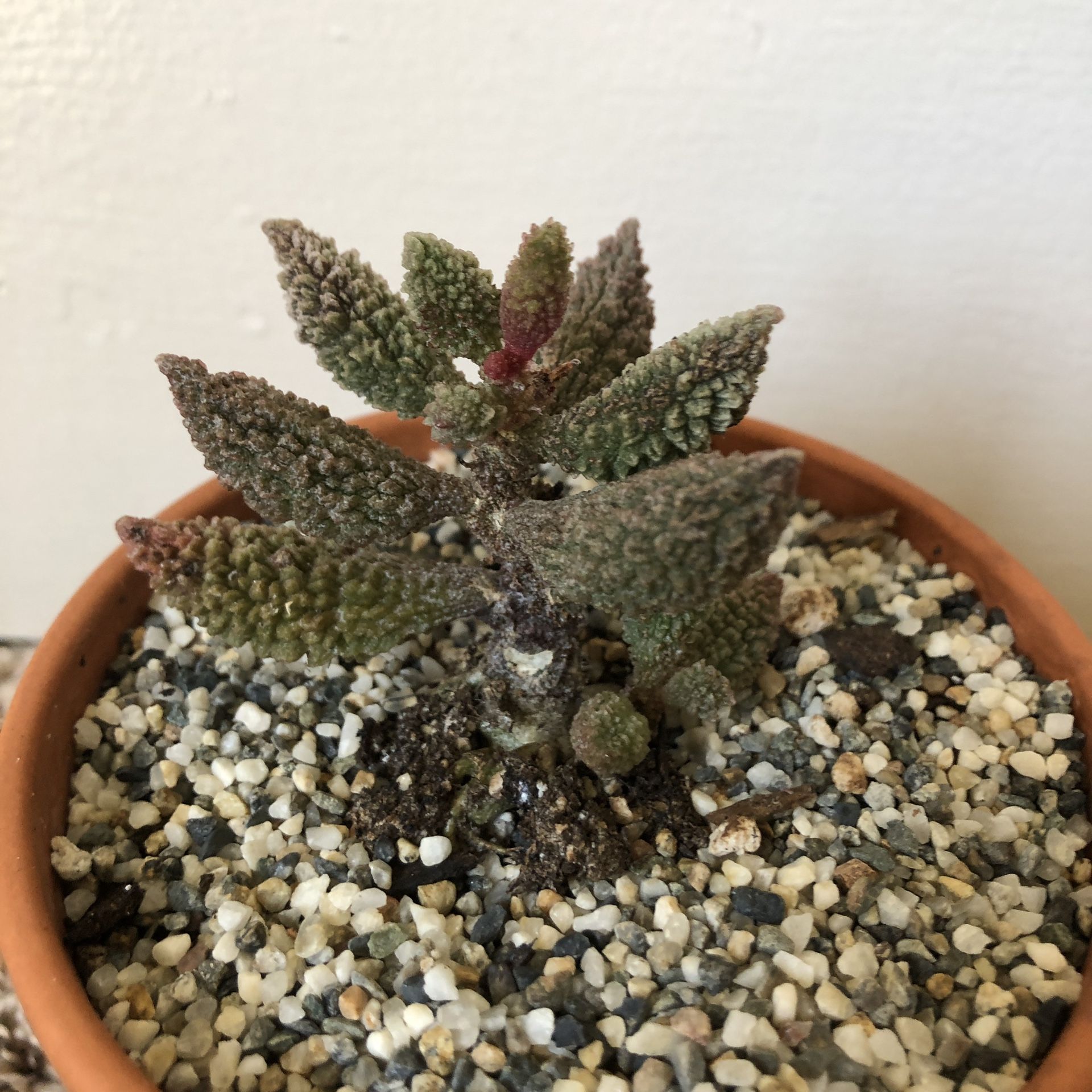 Adromischus Marianae F. Herrei Plant