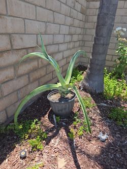 XTRA Large Outdoor Succulent Plant