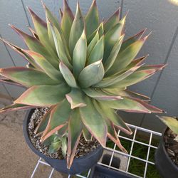 Agave Cactus